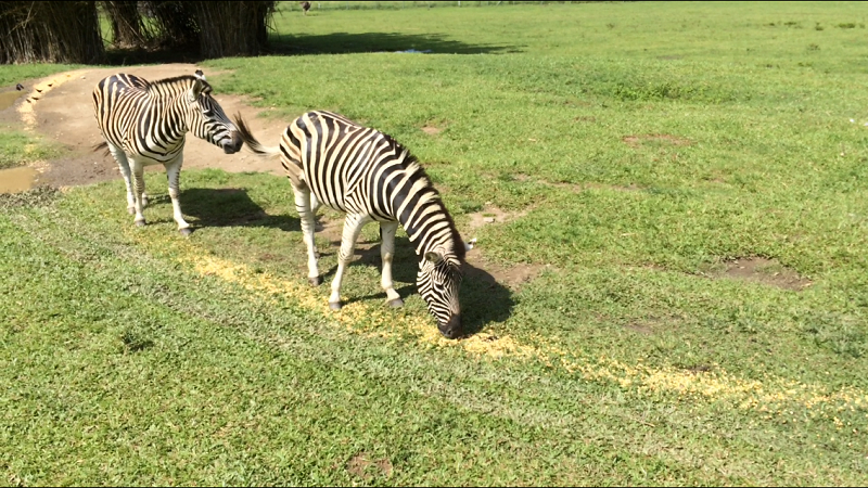 Todos ansiosos pelo acasalamento das Zebras