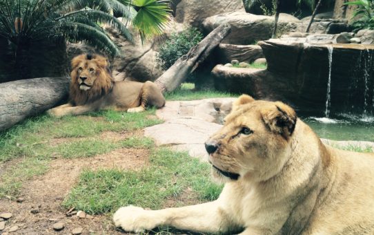 Zoológico do Rio de Janeiro reabre dia 16 de dezembro